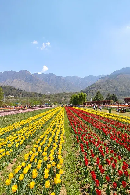 Tulip Garden
