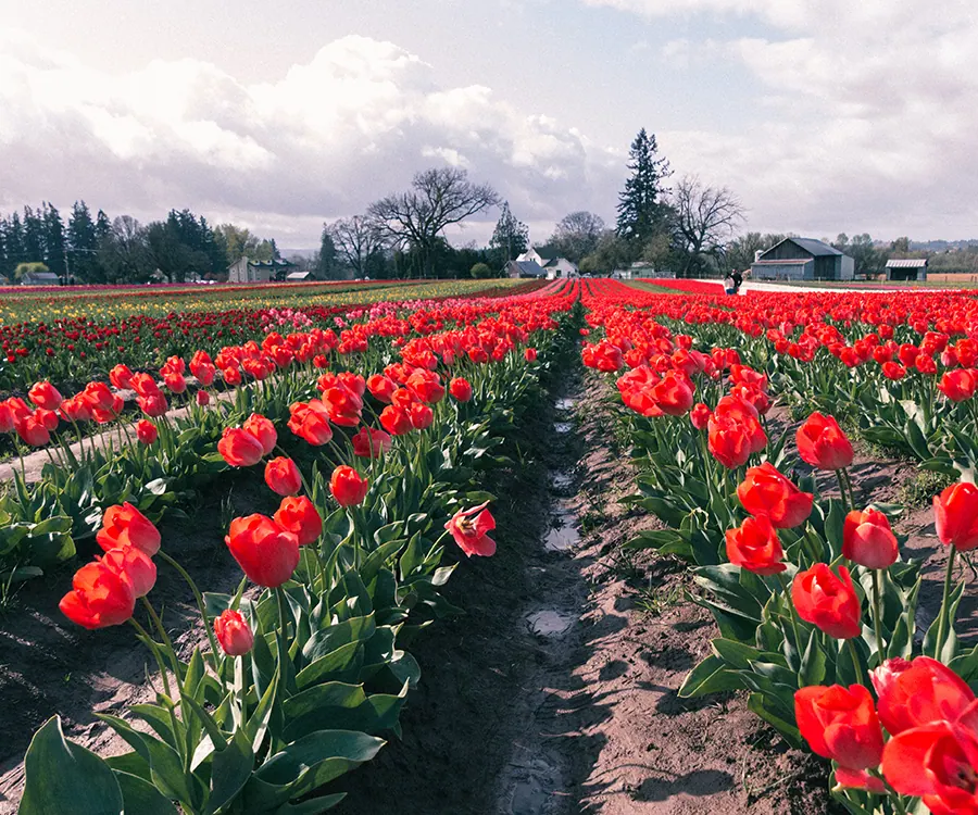 Tulip Garden