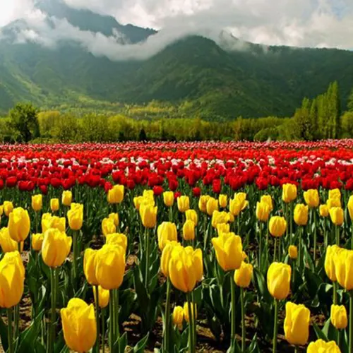 Mughal Gardens