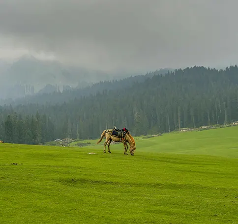Love Link travel moment