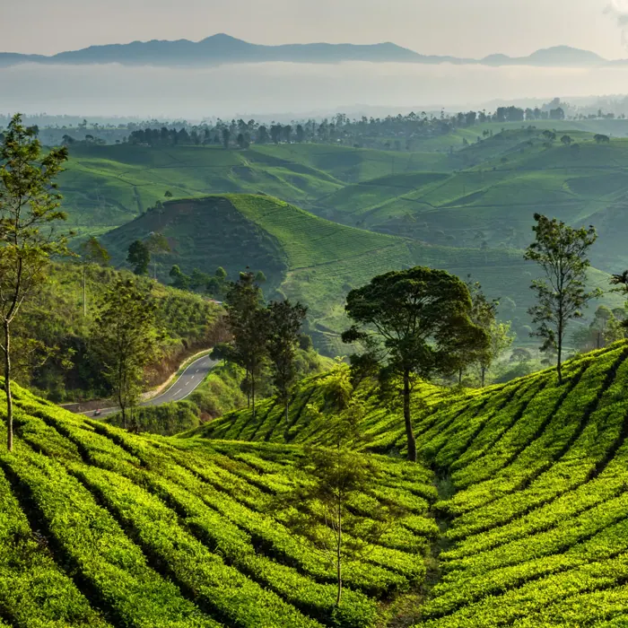 Ooty