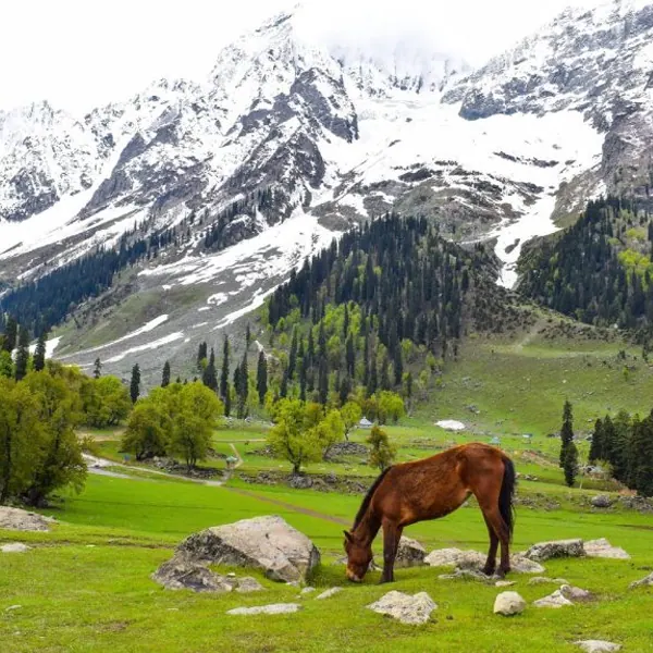 Kashmir 6N | 7D Tour photo 2
