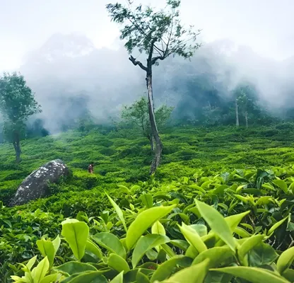 Ooty Tour – 2 Nights / 3 Days photo 5